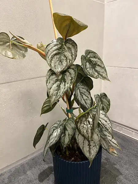 Philodendron Sodiroi