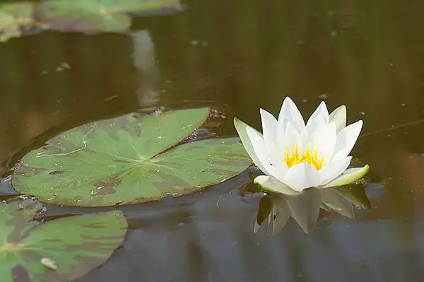 Pygmy Waterlily