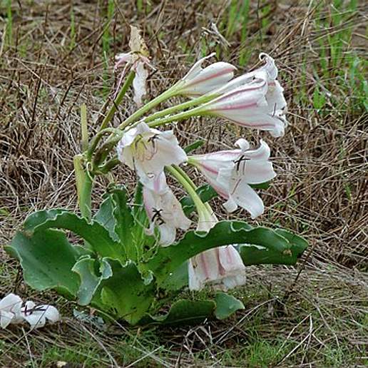 Common Vlei Lily