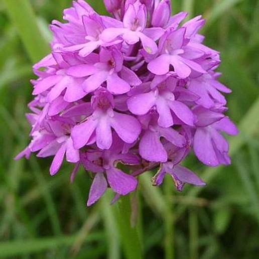 Pyramidal Orchid