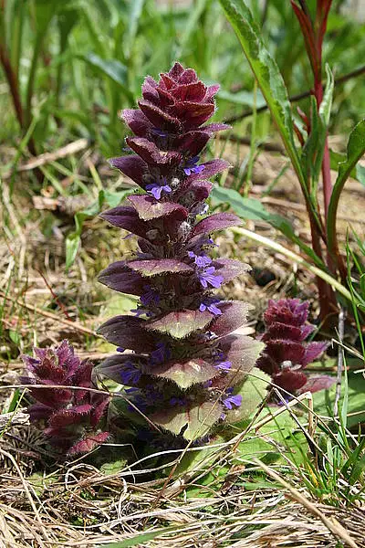Limestone Bugle