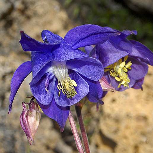 Pyrenean Columbine