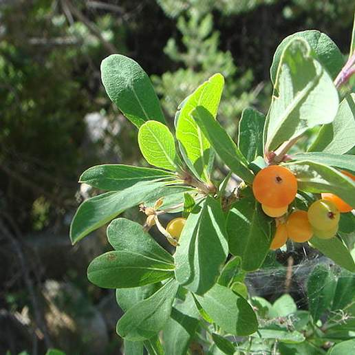 Pyrenean Honeysuckle