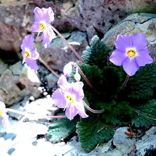 Pyrenean Violet