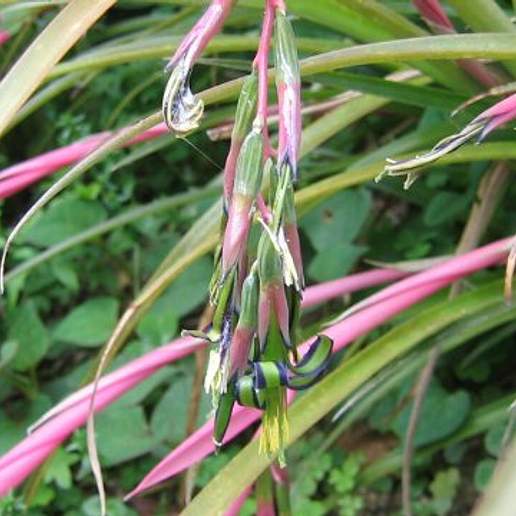Friendship Plant Bromeliad
