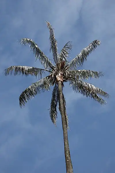 Ceroxylon quindiuense