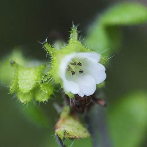 Racemed Fiestaflower