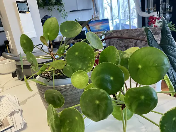 Chinese Missionary Plant