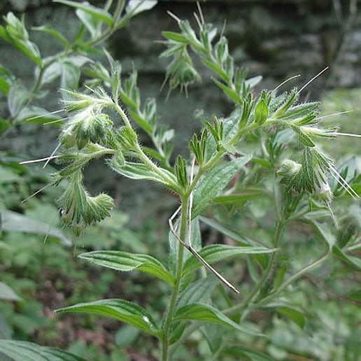 Soft Hairy False Gromwell
