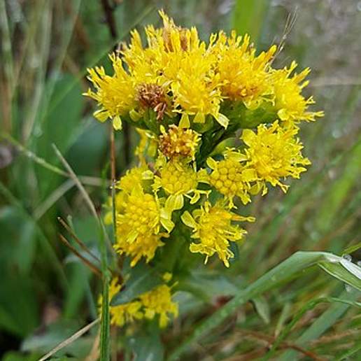 Rayless Ragwort