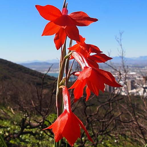 Gladiolus Watsonius Maculosus