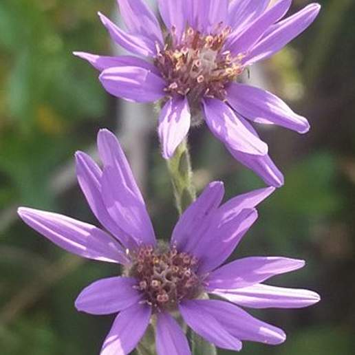 Eastern Silver Aster