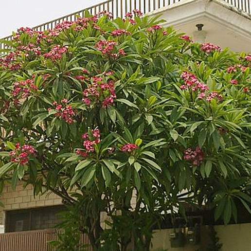 Frangipani