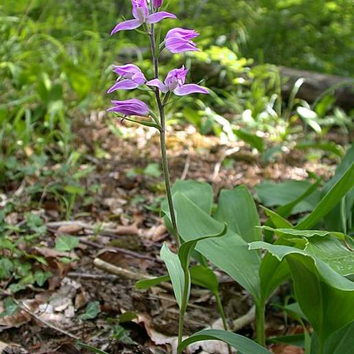 Red Helleborine