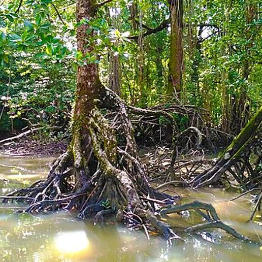 Long Style Stilt Mangrove