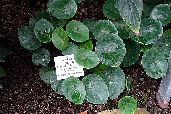 Seashell Begonia