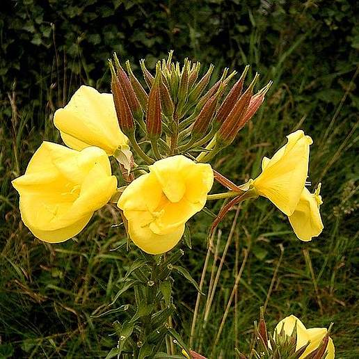 Garden Evening Primrose