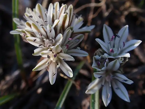 Red Sierra Onion