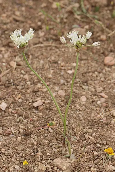 Redskin Onion