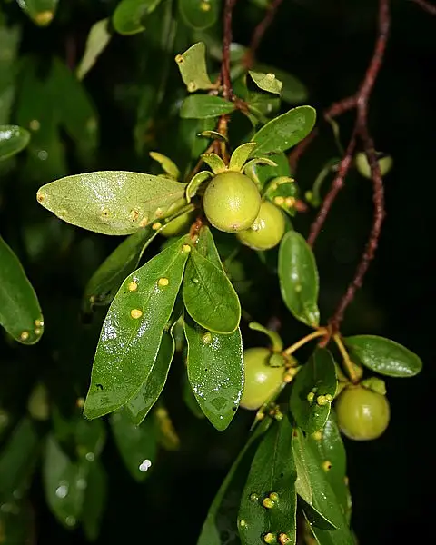 Red Star Apple
