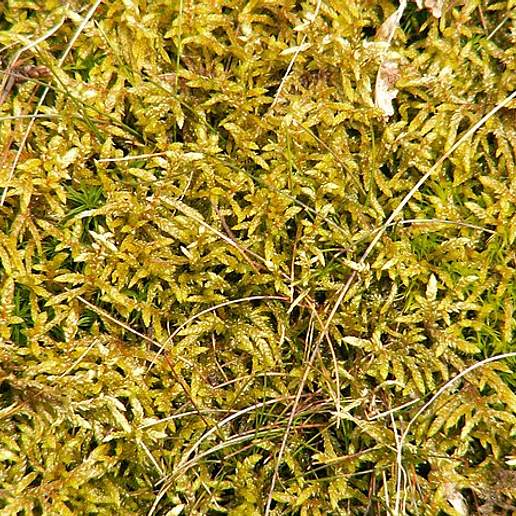 Schreber's Big Red Stem Moss