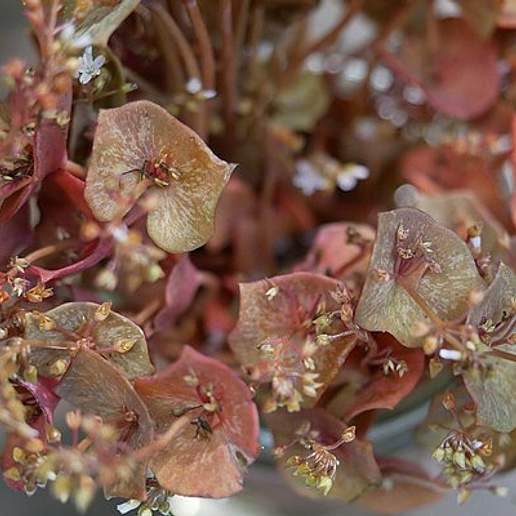 Red Stemmed Spring Beauty