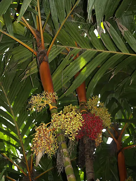 Areca vestiaria