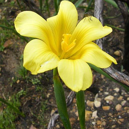 Moraea Exaltata