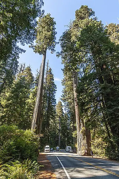 Sequoia