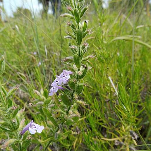 Reverchon's False Penny Royal