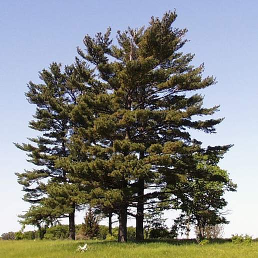 Weymouth Pine