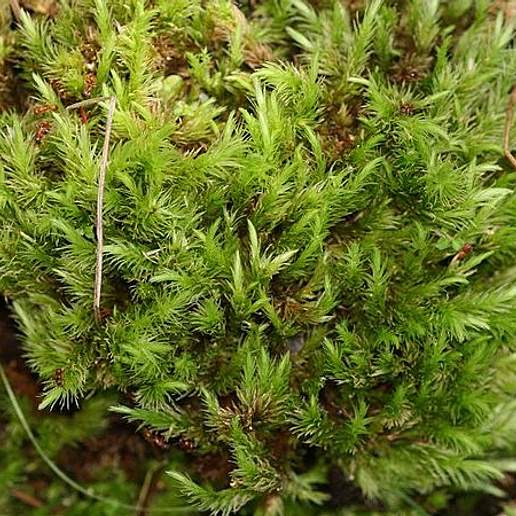 Bog Groove Moss