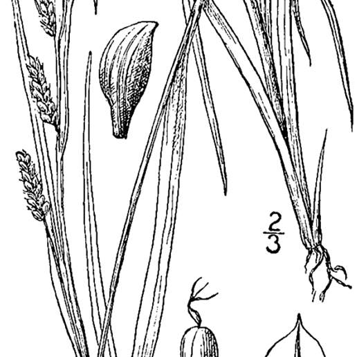Common Woodland Sedge