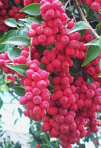 Cherry Satinash