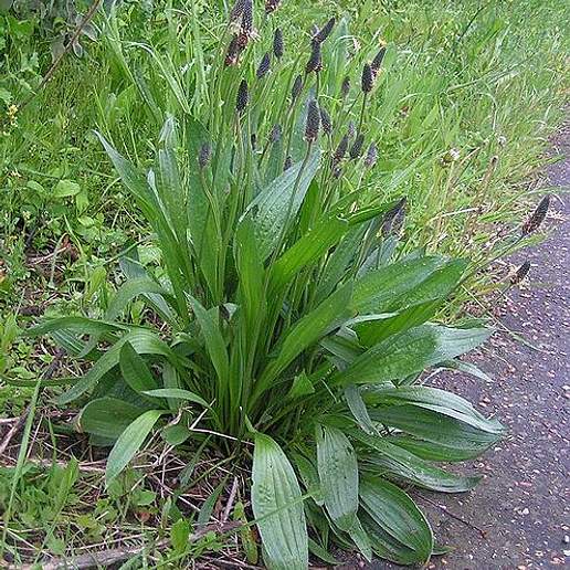 Ribwort Plantain