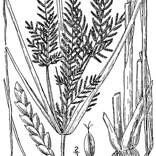 Umbrella Sedge