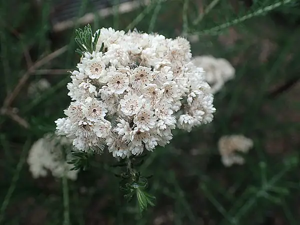 Riceflower
