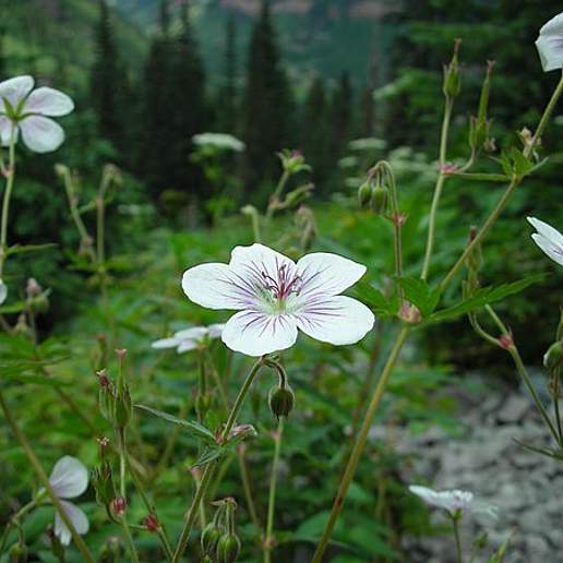 Richardson's Geranium