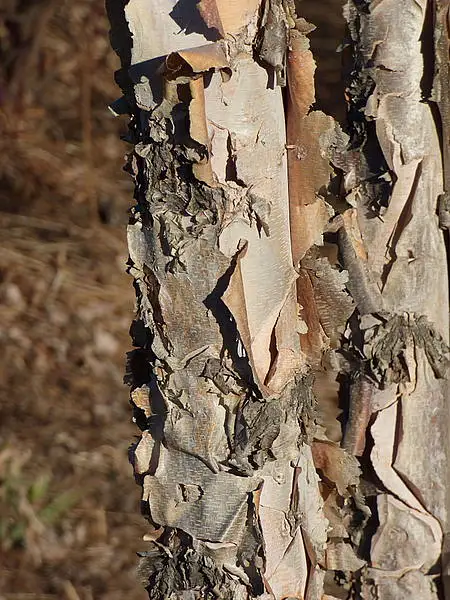 Red Birch
