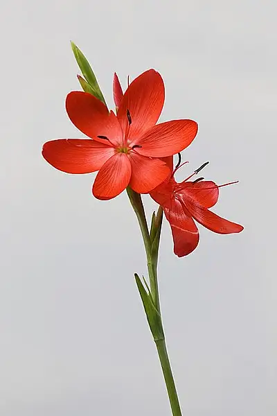Kaffir Lily