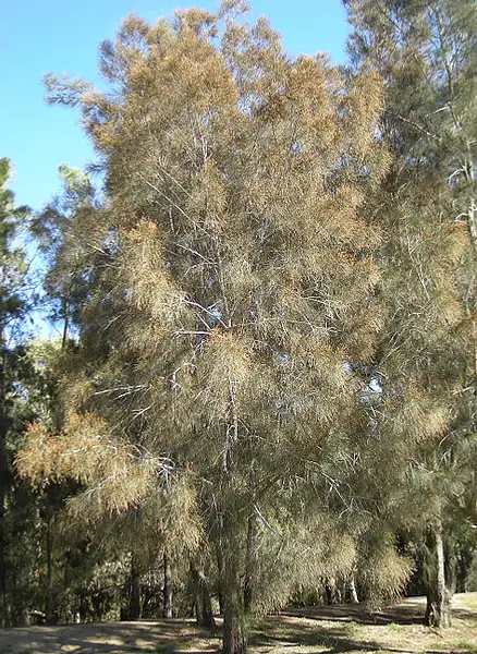 River Sheoak