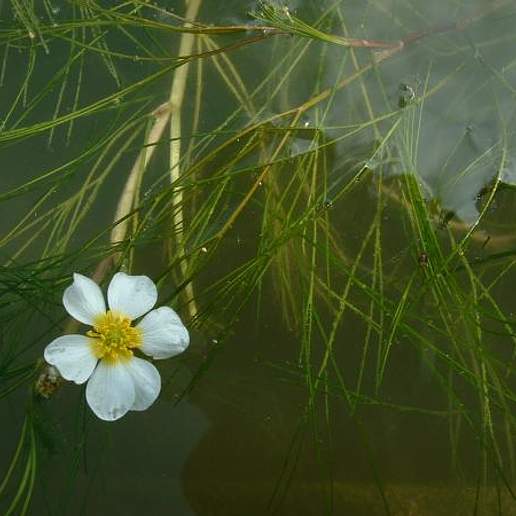 River Crowfoot