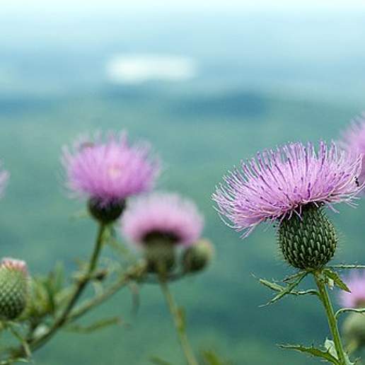 Tall Thistle
