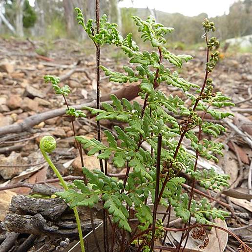 Hemionitis Austrotenuifolia