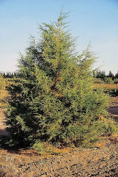 River Juniper