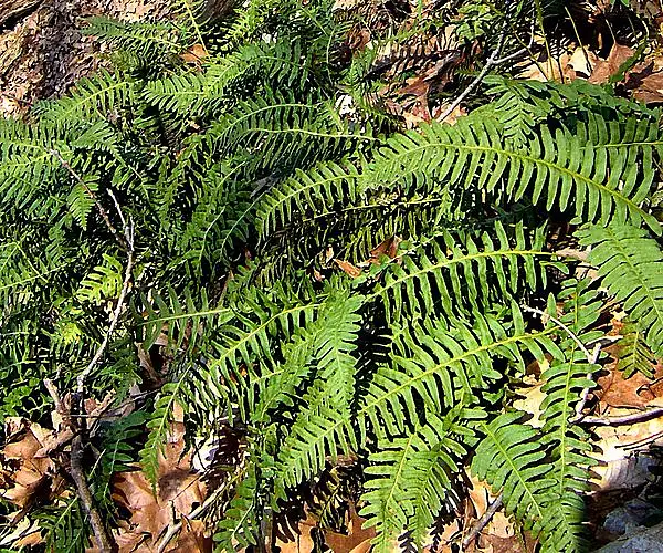 American Wall Fern