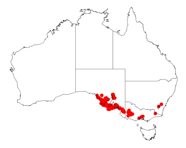 Rock Wattle