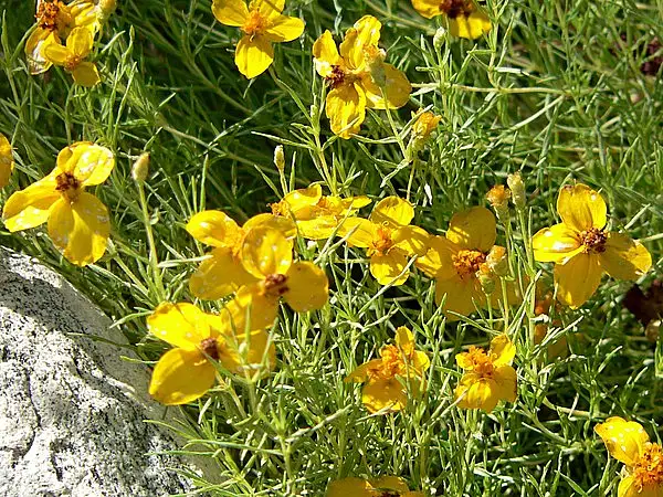 Plains Zinnia