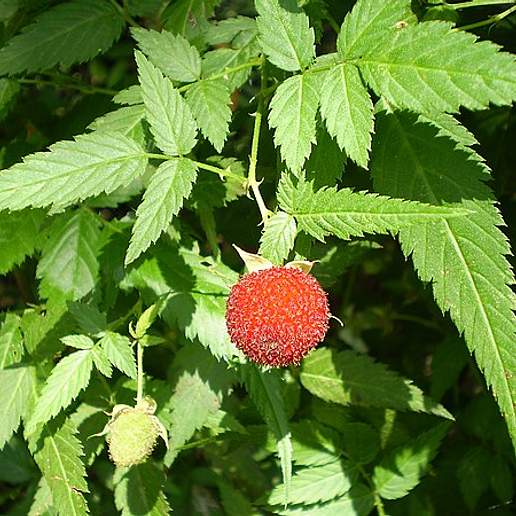 Raspberry Bush