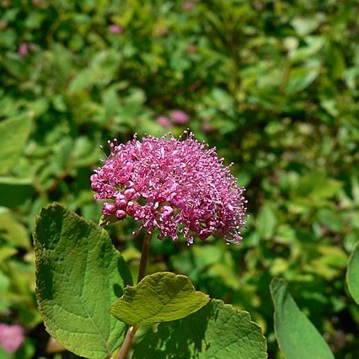 Subalpine Spiraea